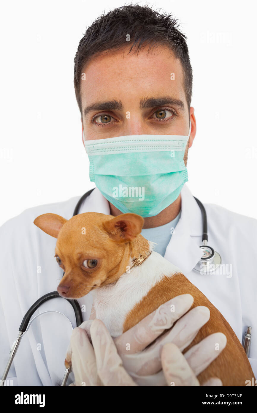 Vet holding chihuahua and wearing green protective mask Stock Photo