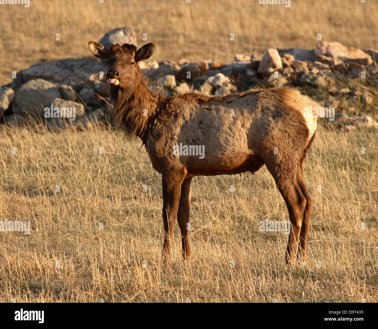 An Elk giving a look with attitude Stock Photo - Alamy