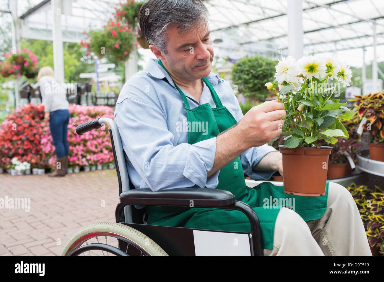 Garden center worker in wheelchair holding potted plant Stock Photo - Alamy