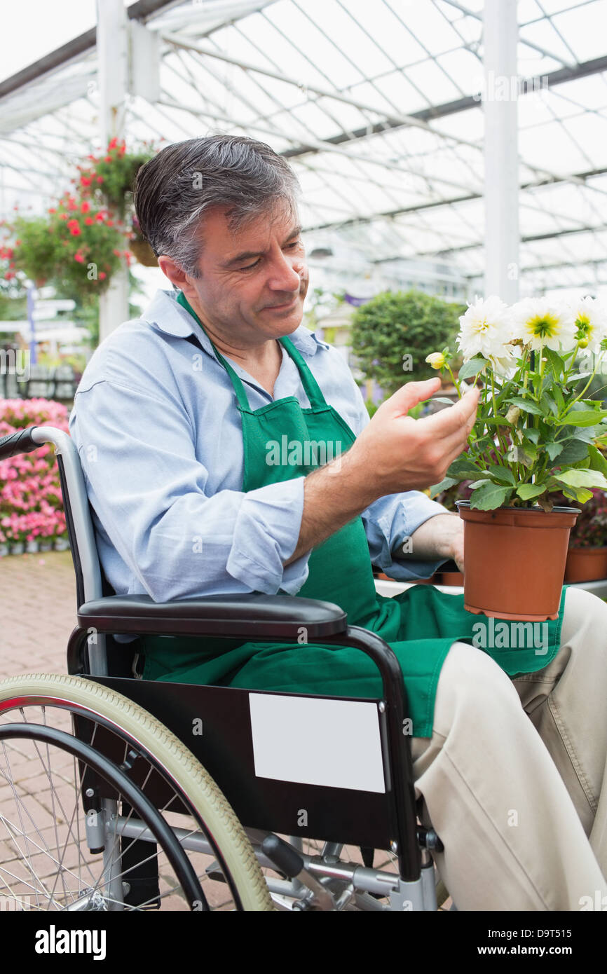 Man in wheelchair touching and admiring potted plant Stock Photo - Alamy