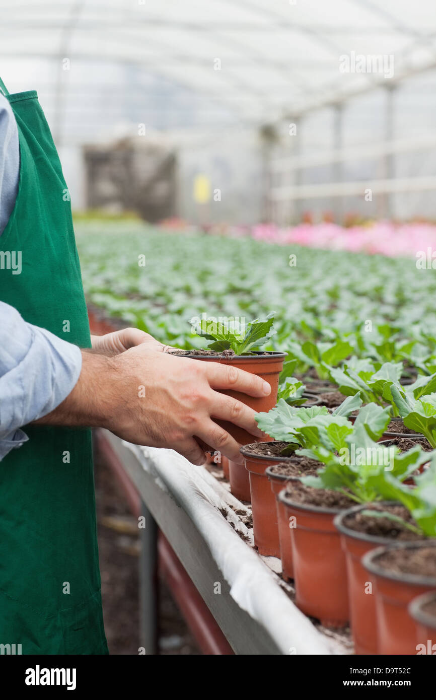 Garden center worker putting potted plant down Stock Photo
