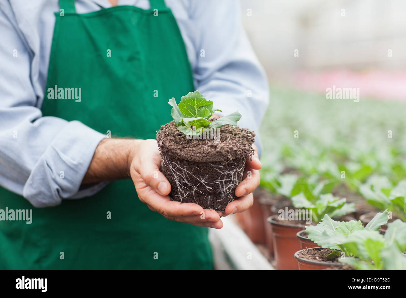 Garden center worker holding plant out of its pot Stock Photo
