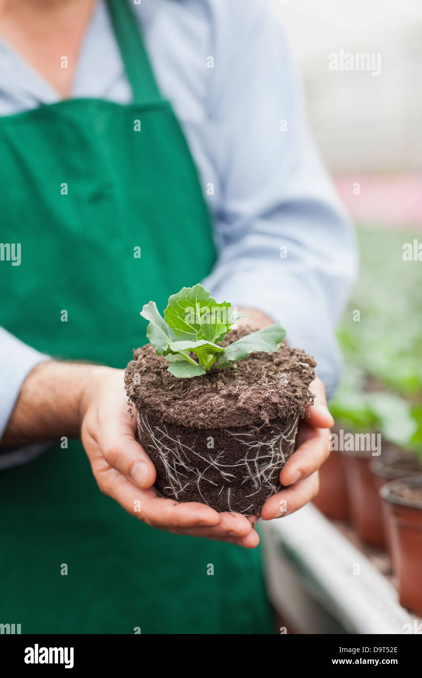 Garden center worker holding out plant Stock Photo