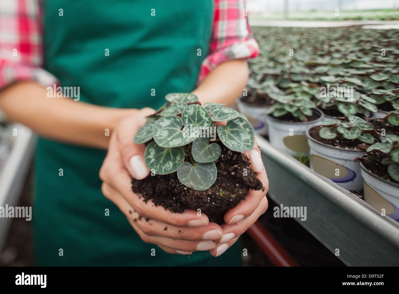 Garden center worker holding plant about to tbe potted Stock Photo