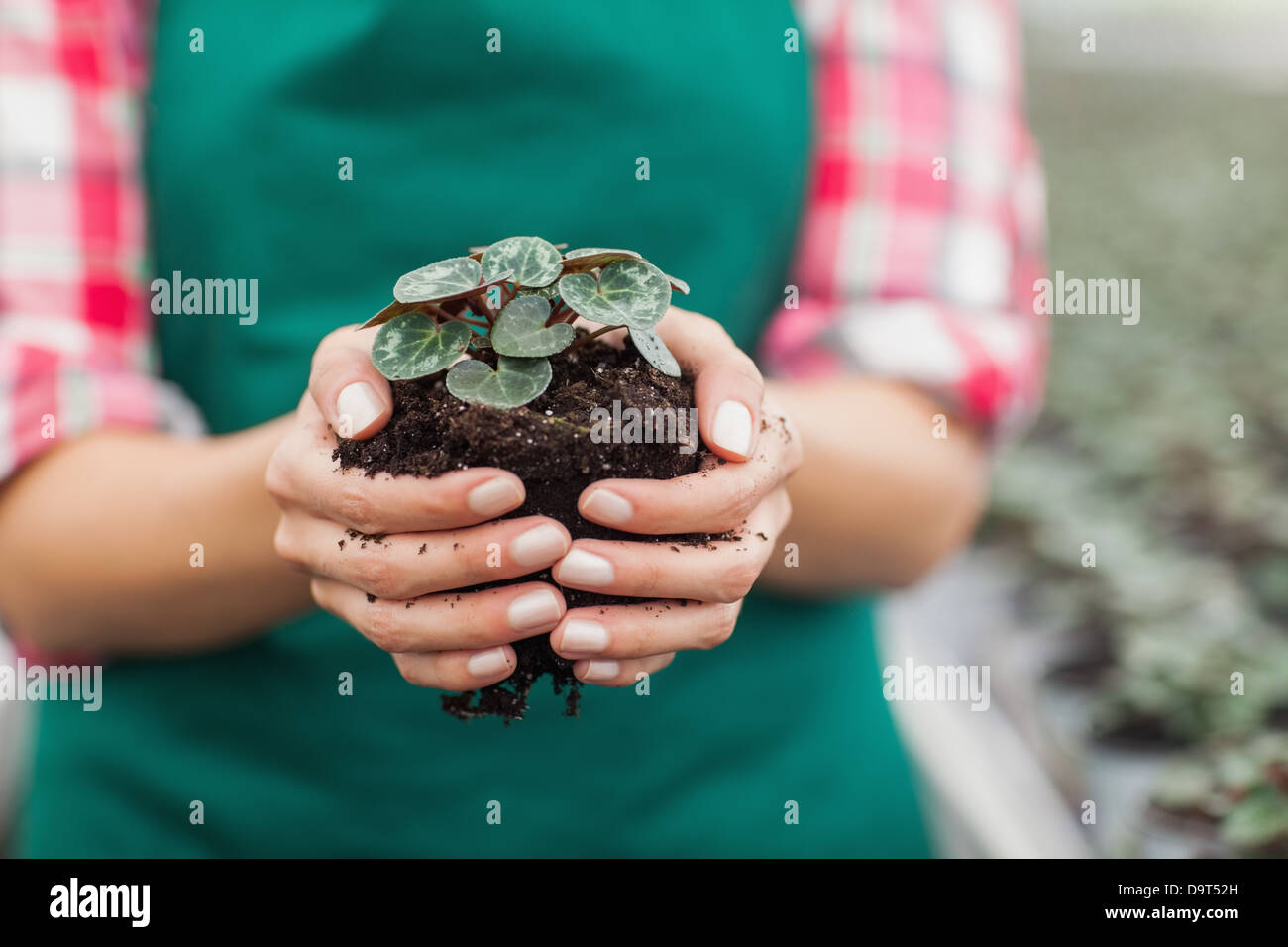 Garden center employee holding plant Stock Photo Alamy