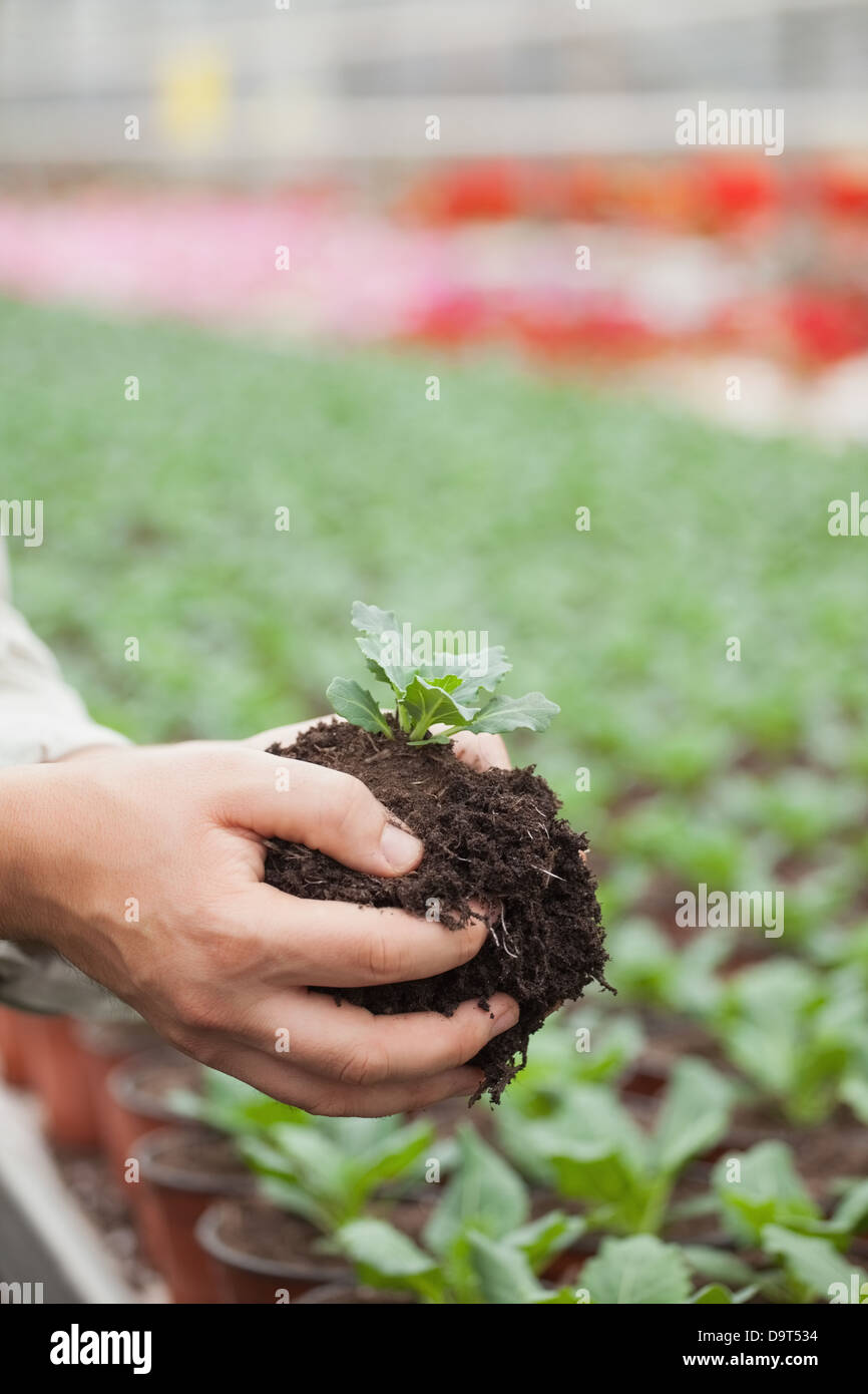 Someone about to plant a shrub Stock Photo