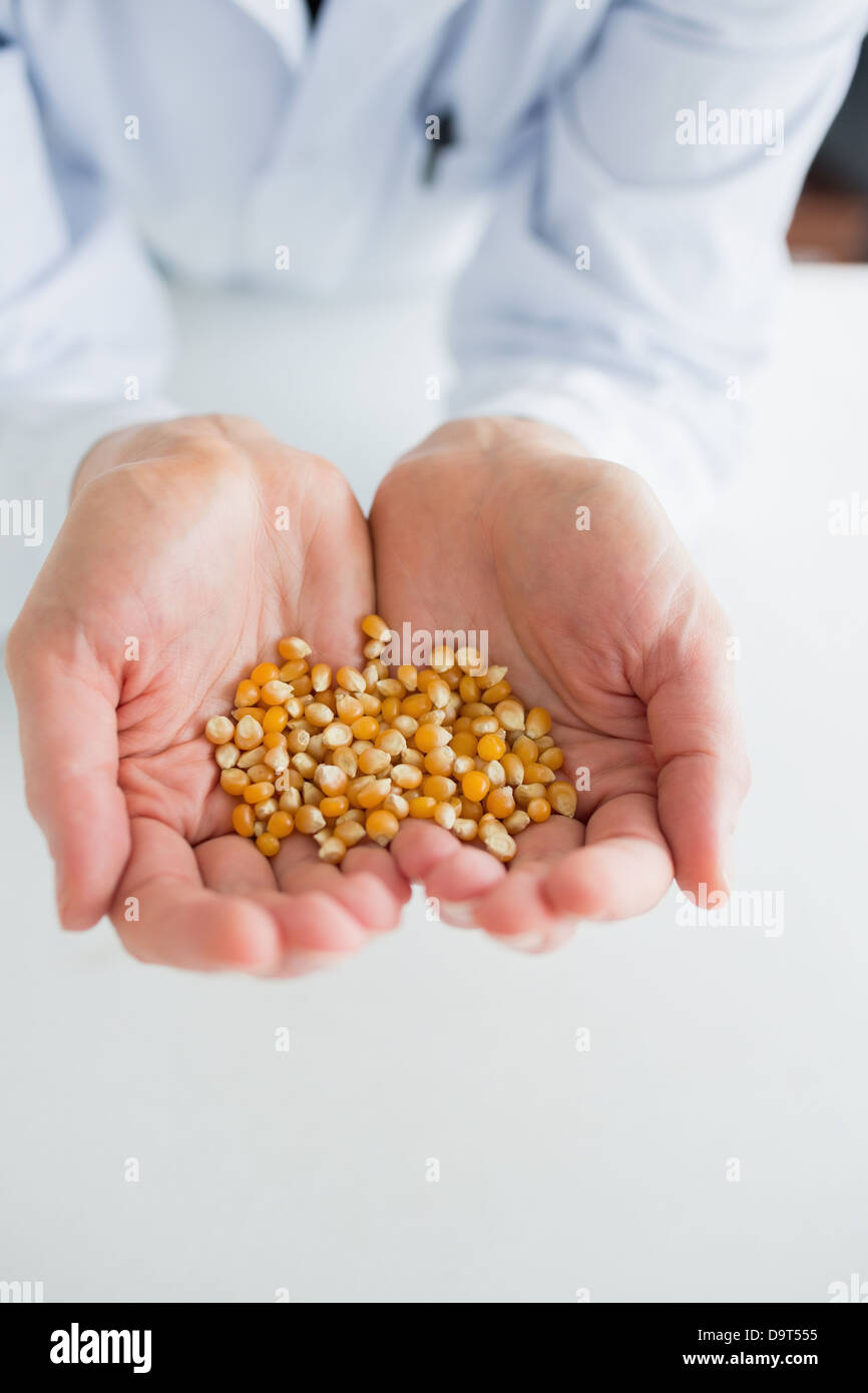 Man holding corn grain in his hands Stock Photo