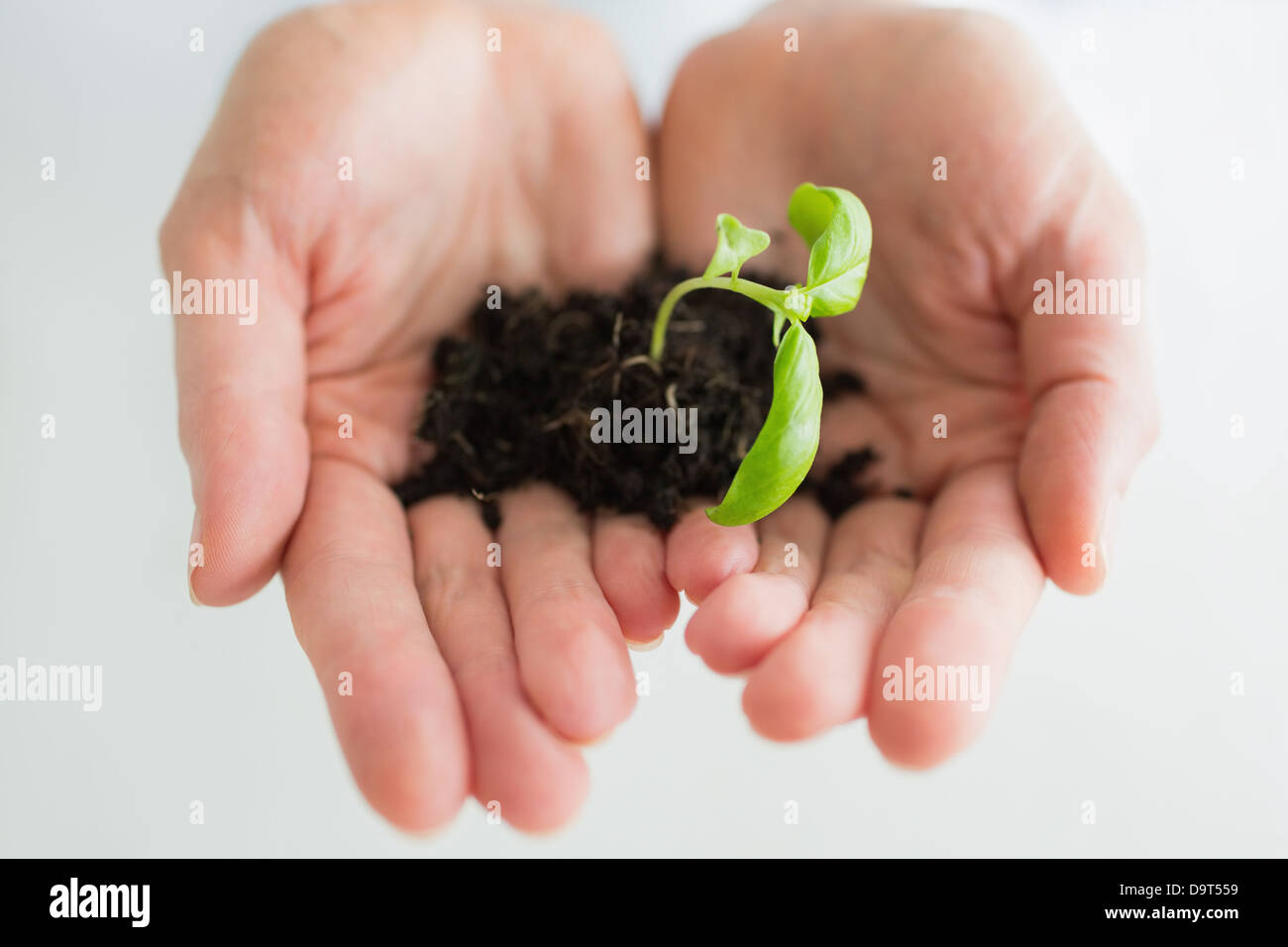 Woman holding a little plant Stock Photo
