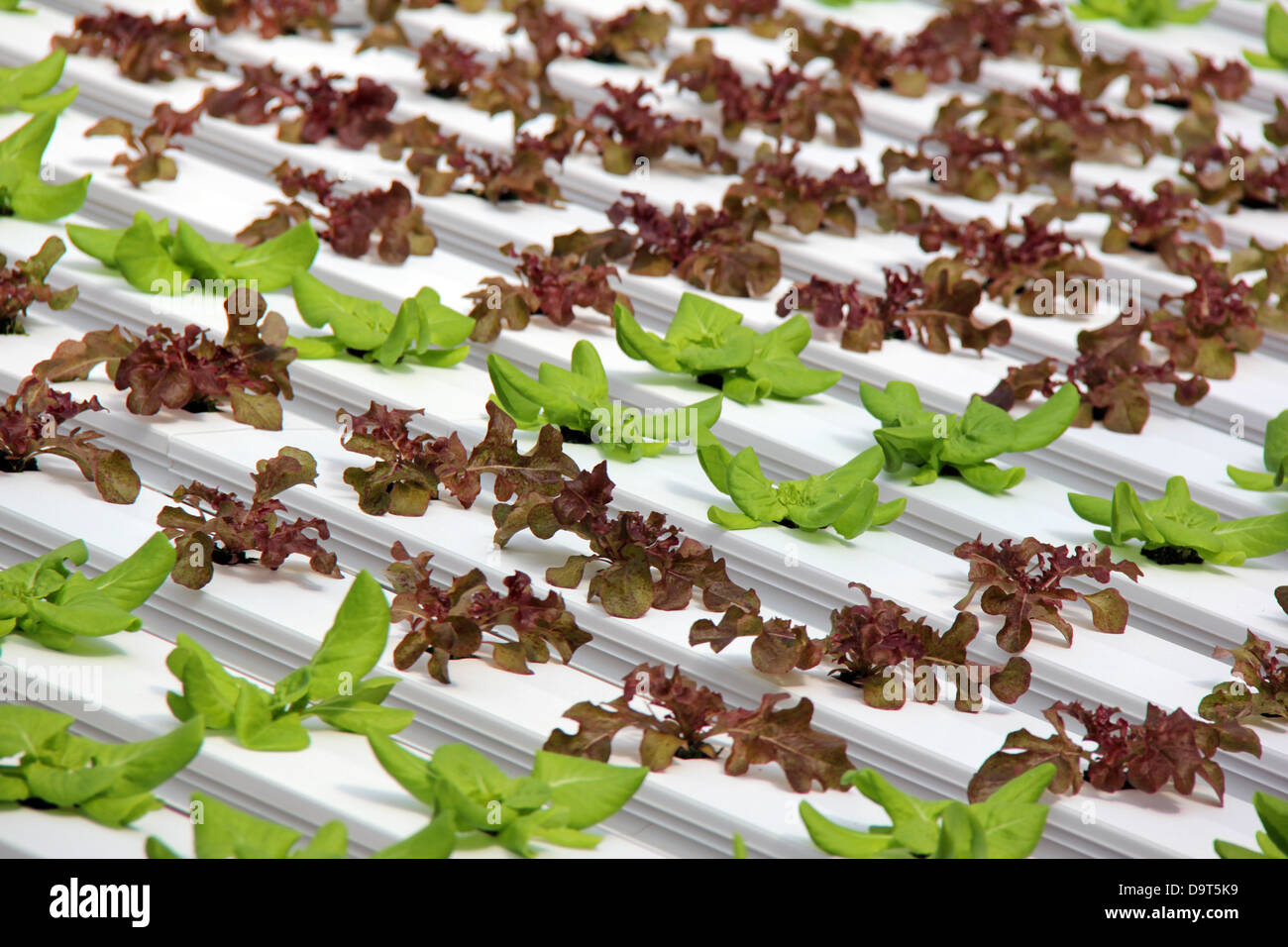 Organic hydroponic lettuce cultivation Stock Photo Alamy