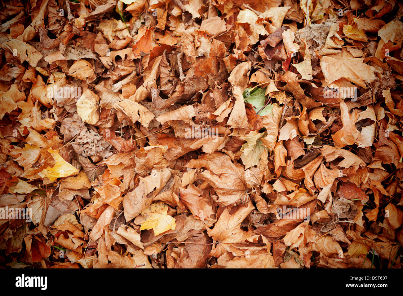 Dead leaves Stock Photo