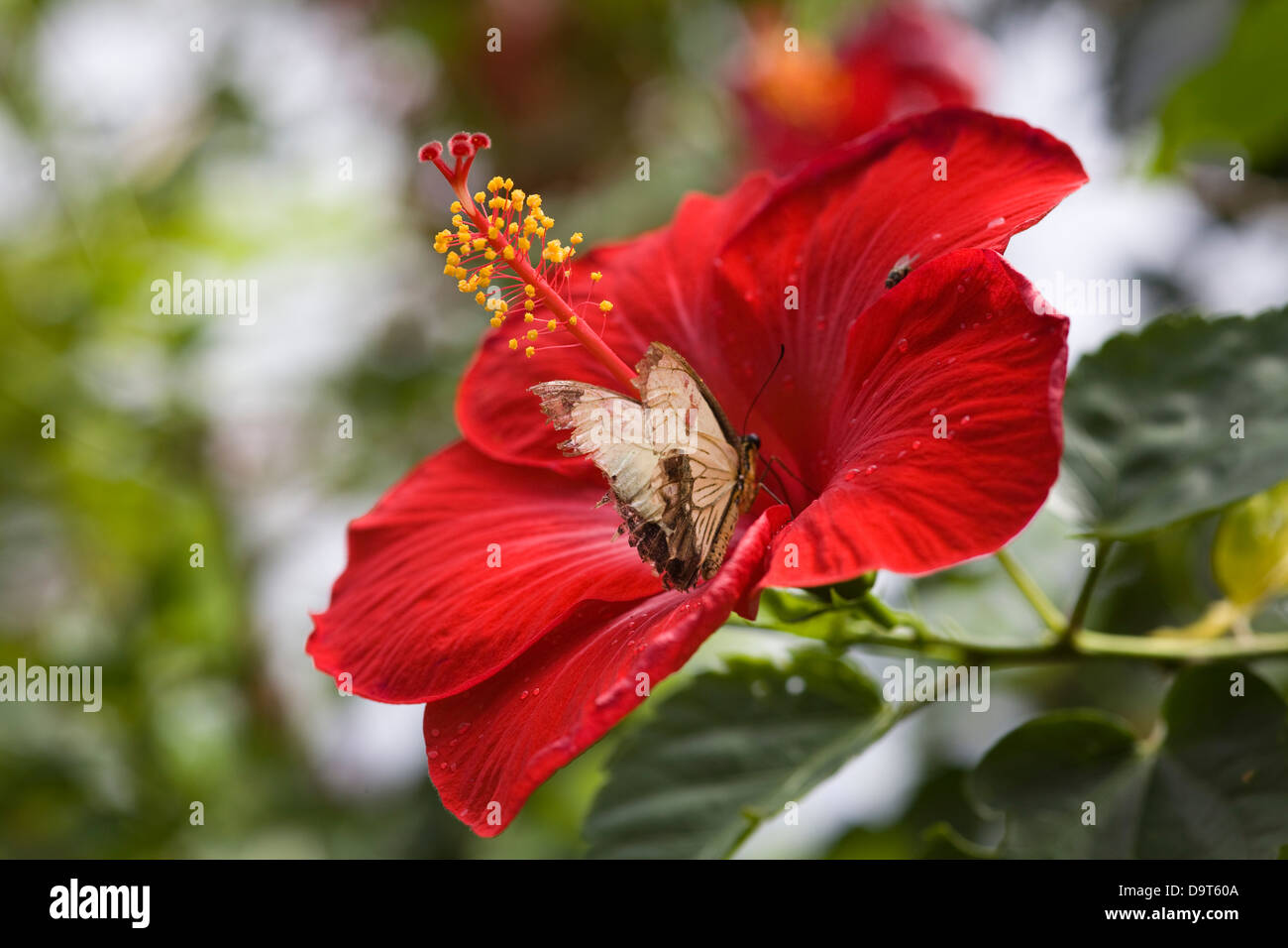 Hibiscus Rosa Sinensis Red Hibiscus flower with butterfly feeding from