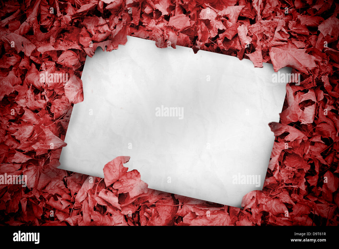 White poster buried into red leaves Stock Photo