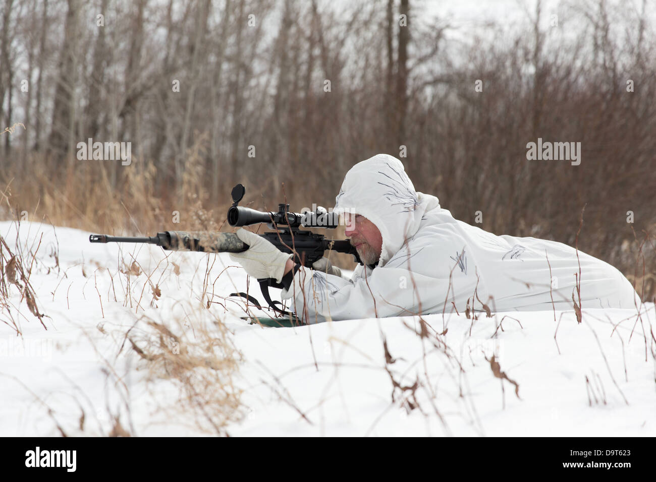 Coyote hunting in the winter Stock Photo - Alamy