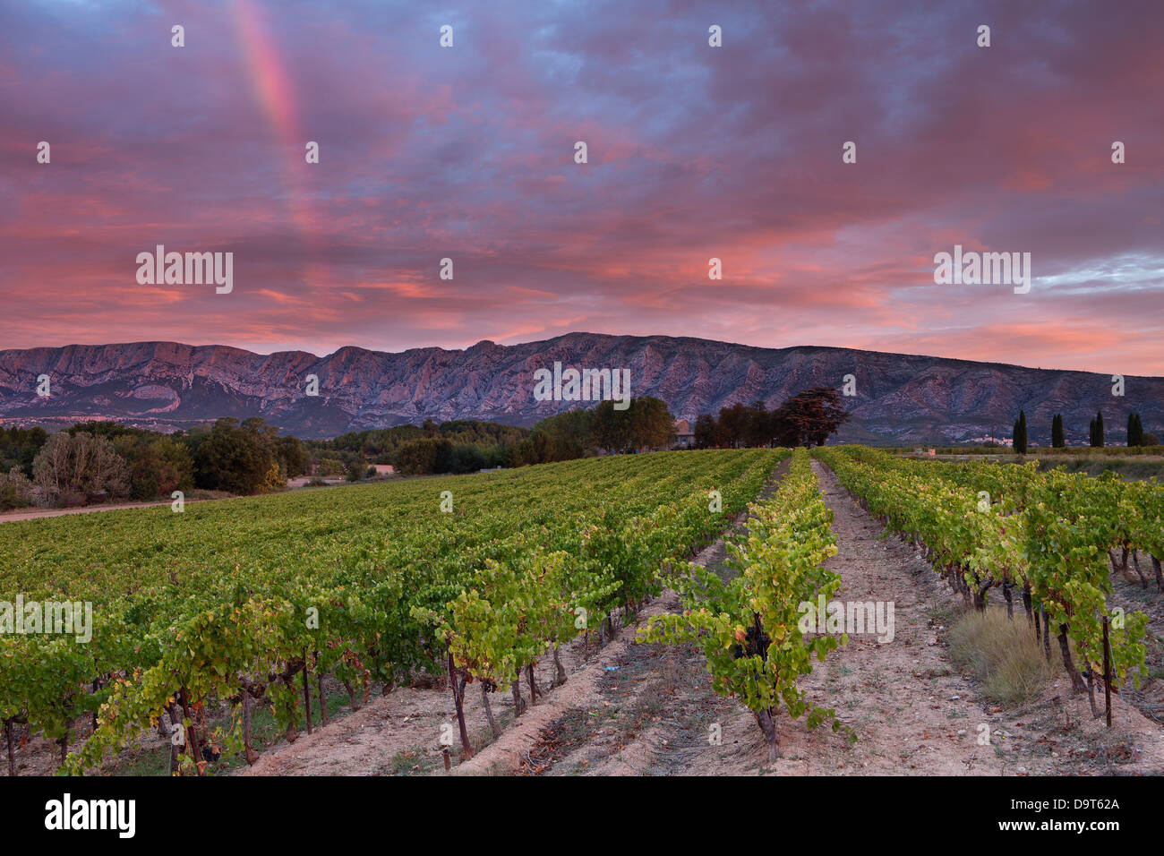 a vineyard nr Puyloubier with the Montagne Ste Victoire at dawn, Var, Provence, France Stock Photo