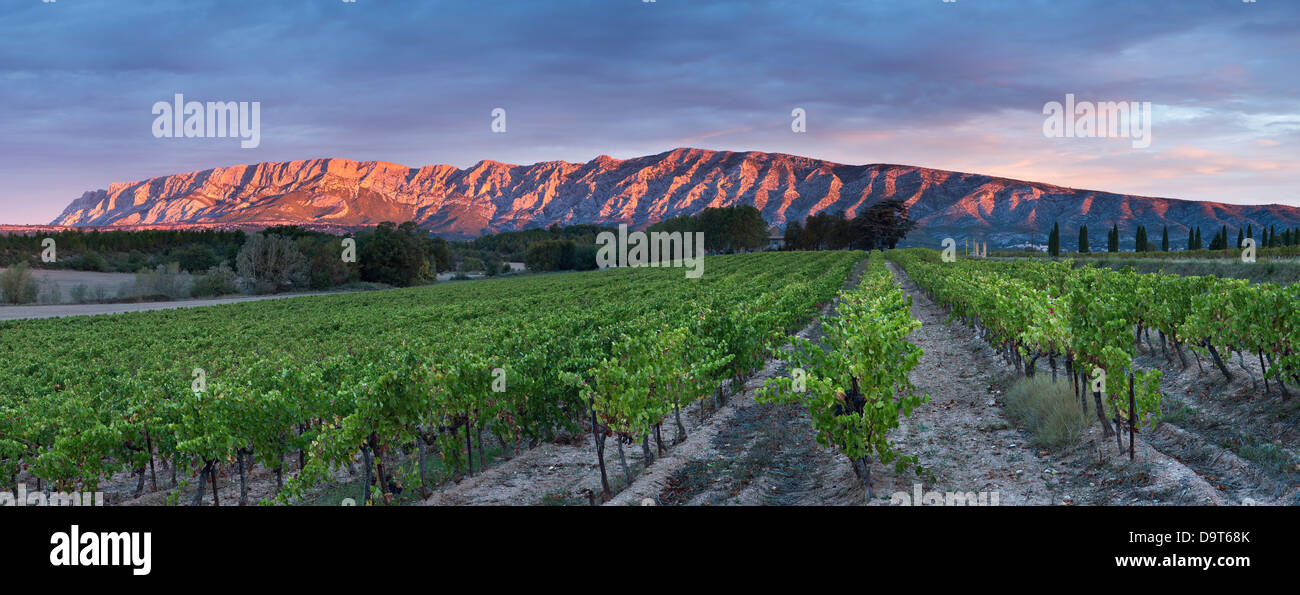 a vineyard nr Puyloubier with the Montagne Ste Victoire at dawn, Var, Provence, France Stock Photo