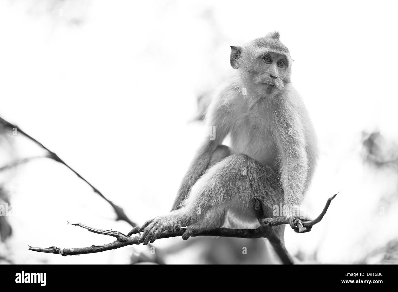 Long-tailed Macaque Monkey Stock Photo