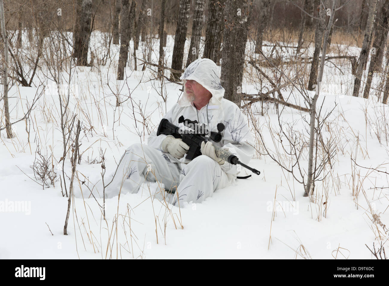 Coyote hunting in the winter Stock Photo - Alamy