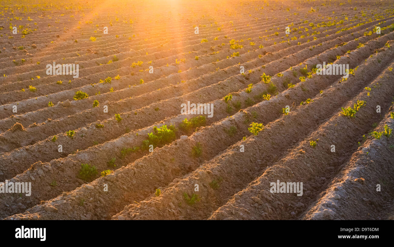 Row agricultural plants in field hi-res stock photography and images ...