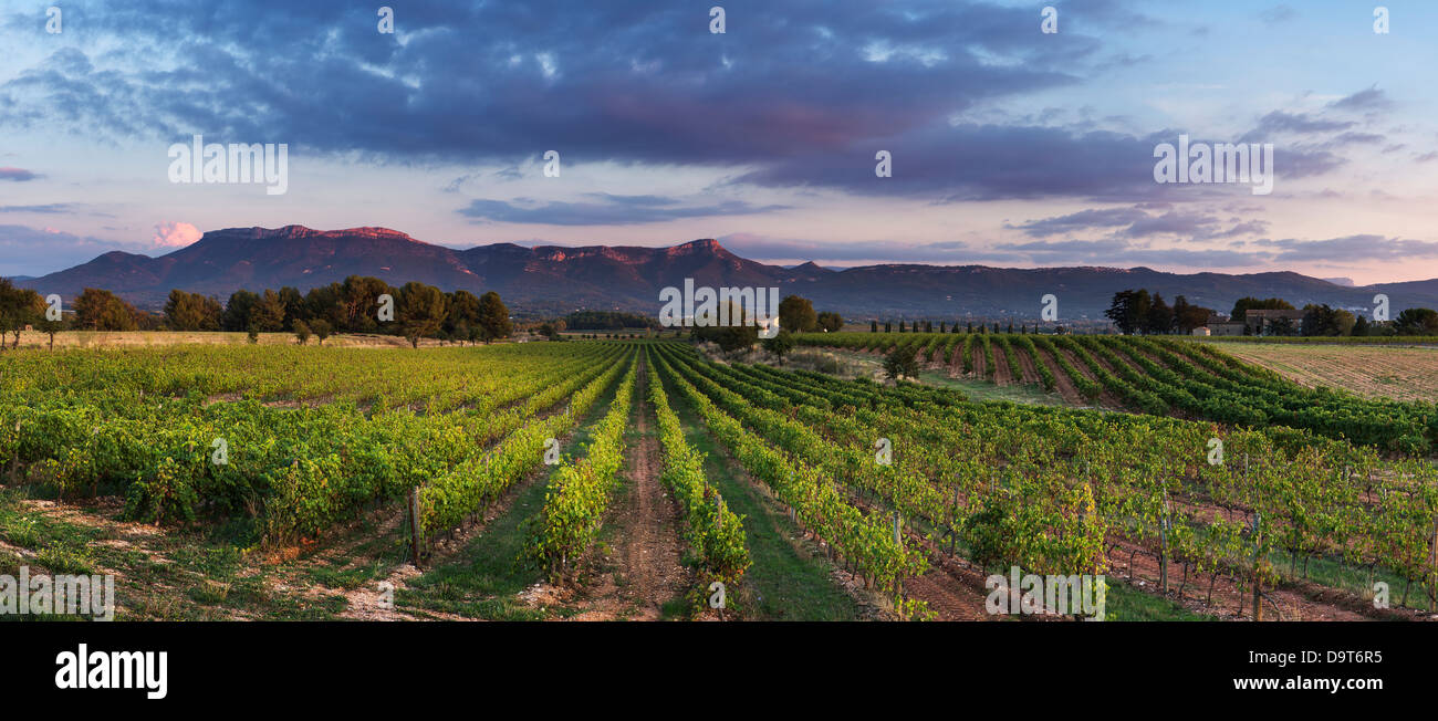 a vineyard nr Puyloubier with the Massif de la Ste Baume at dusk, Var, Provence, France Stock Photo