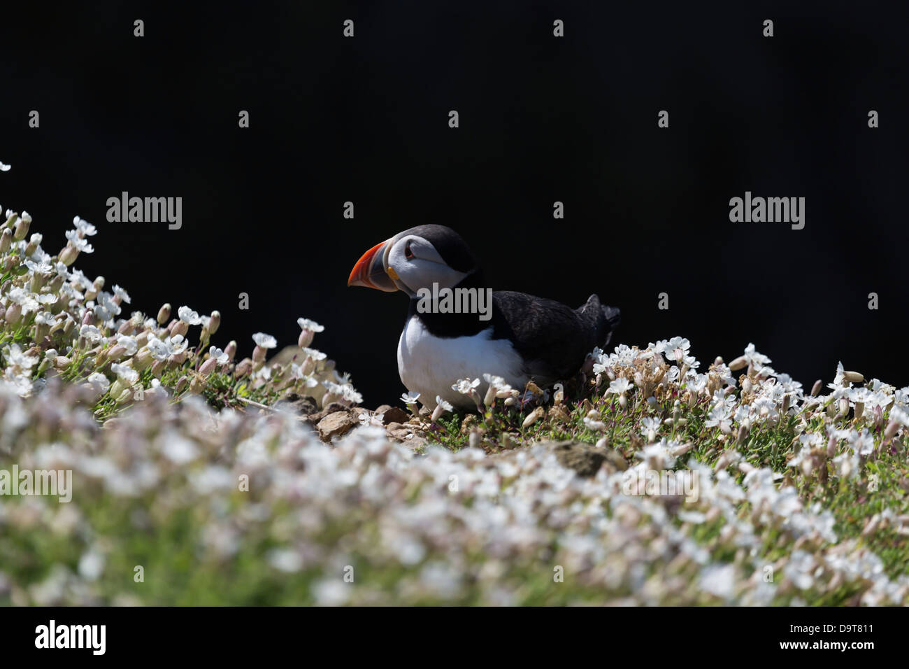 Puffin standing amongst silene flowers on Skomer Island Wales Stock Photo