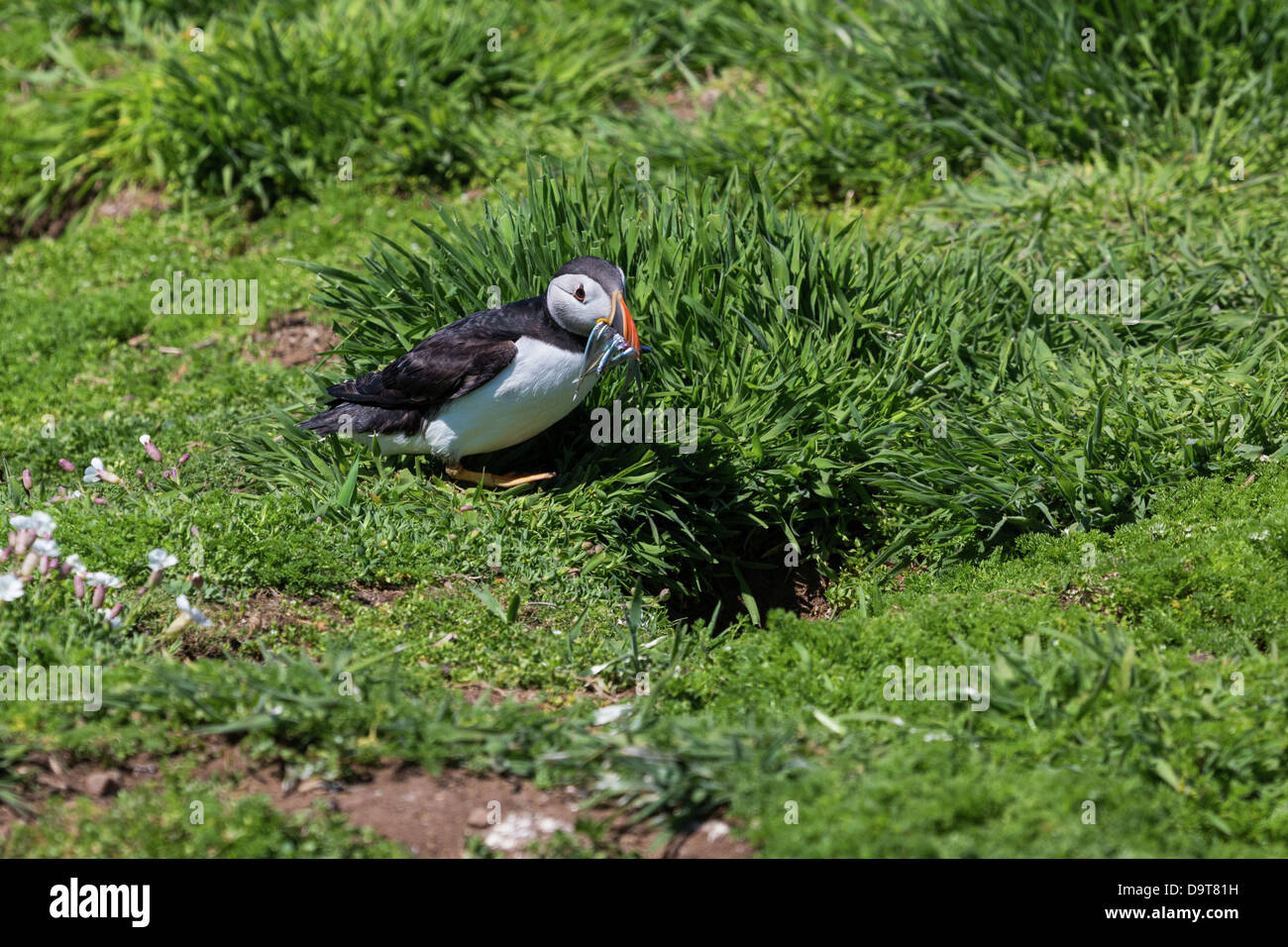 A puffin about to enter the nest burrow with sand eels in its beak Stock Photo