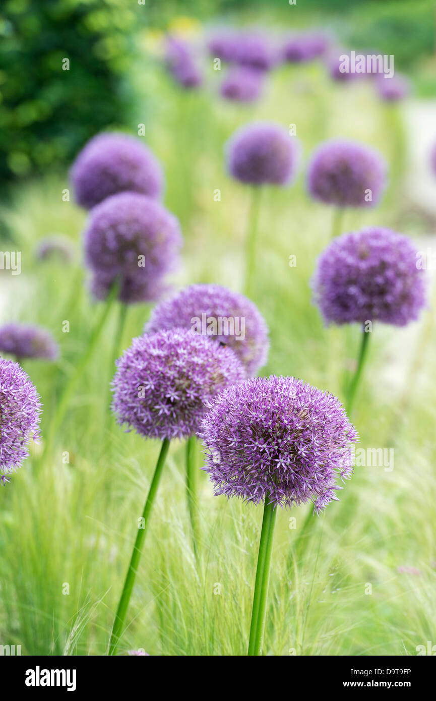 Allium globemaster flowers Stock Photo