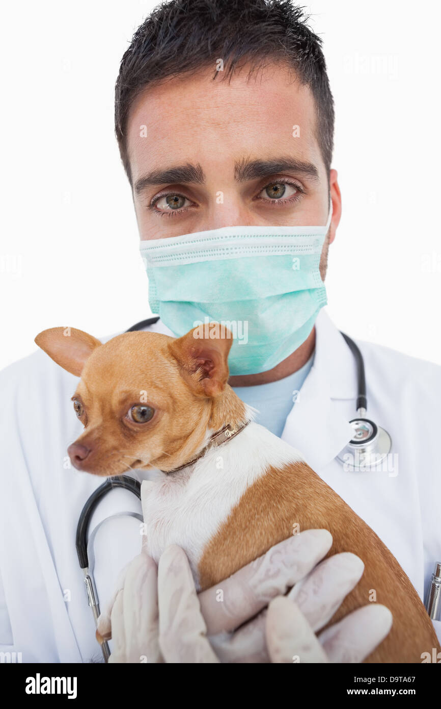 Worried male vet holding chihuahua Stock Photo