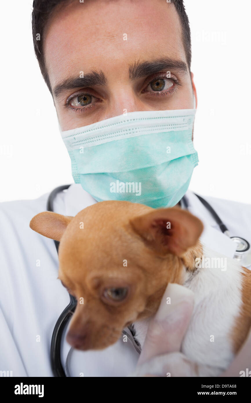 Male vet holding a sick chihuahua Stock Photo