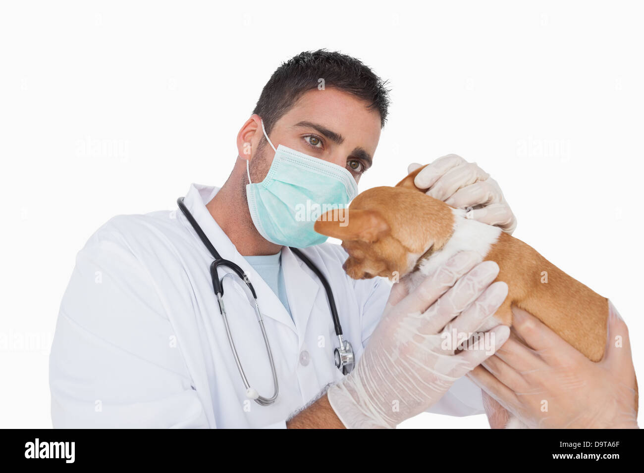 Male vet examining the ear of a chihuahua Stock Photo