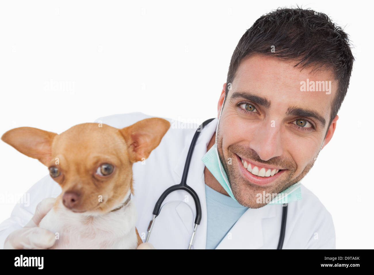 Cheerful male vet holding a funny chihuahua Stock Photo