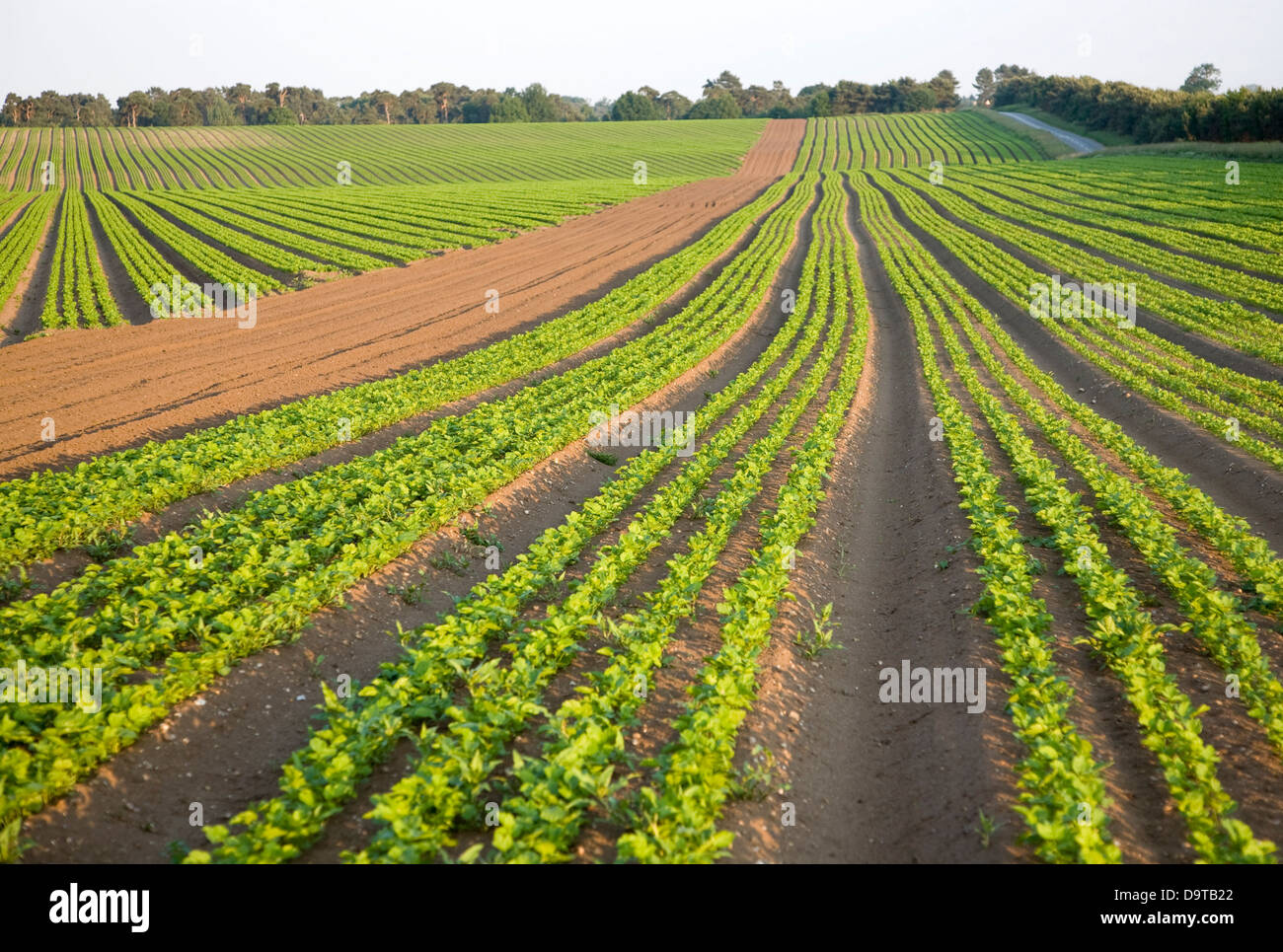 Rows of celery crop growing in field on Sutton Heath, Suffolk, England Stock Photo