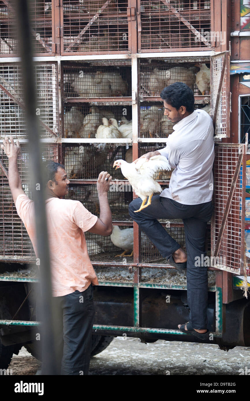 Buying and selling live chickens in Mumbai, India Stock Photo Alamy