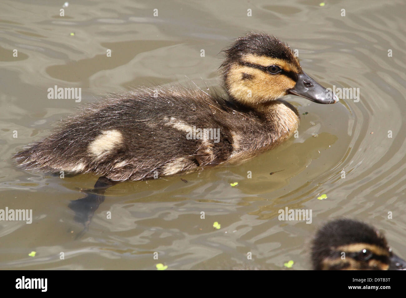 Detailed close-up of a juvenile mallard duckling swimming and foraging Stock Photo