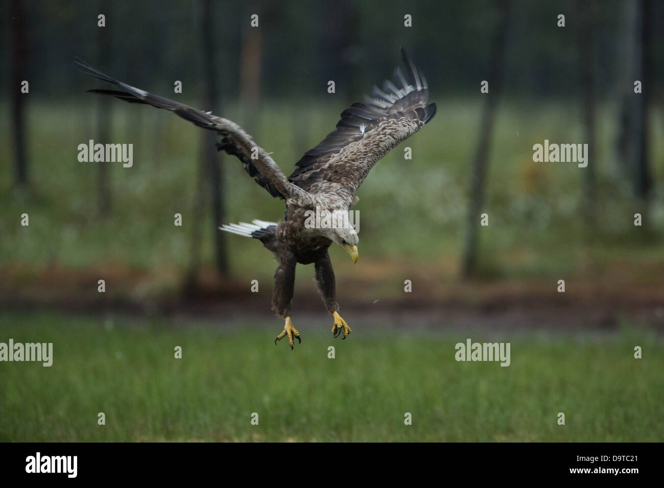A whitetailed eagle landing on the ground Stock Photo Alamy