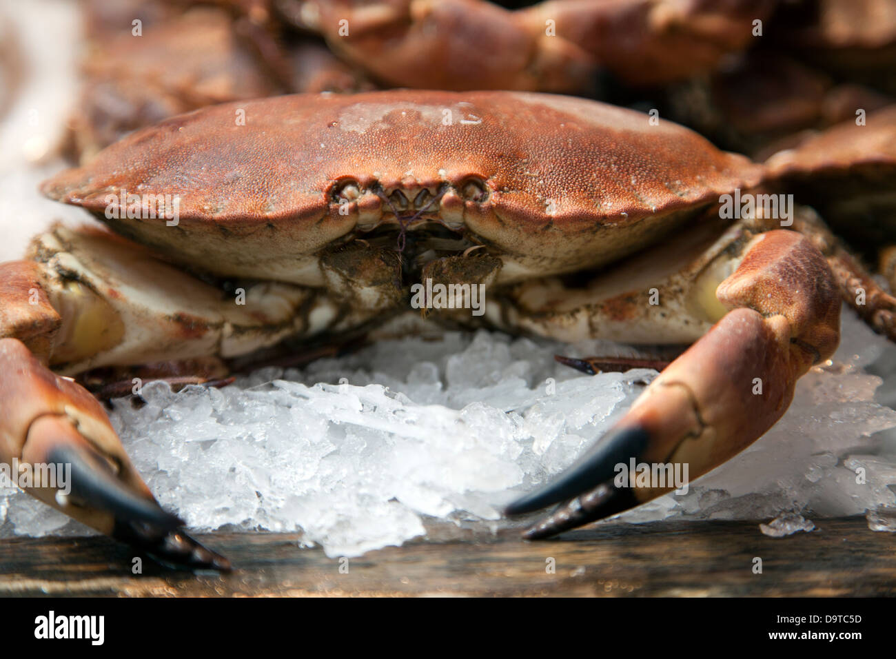 Live Crab Stock Photos & Live Crab Stock Images - Alamy