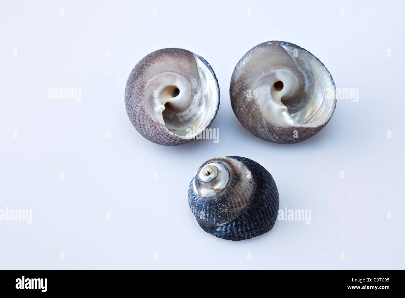 Three sea snails. Littorina littorea. Stock Photo