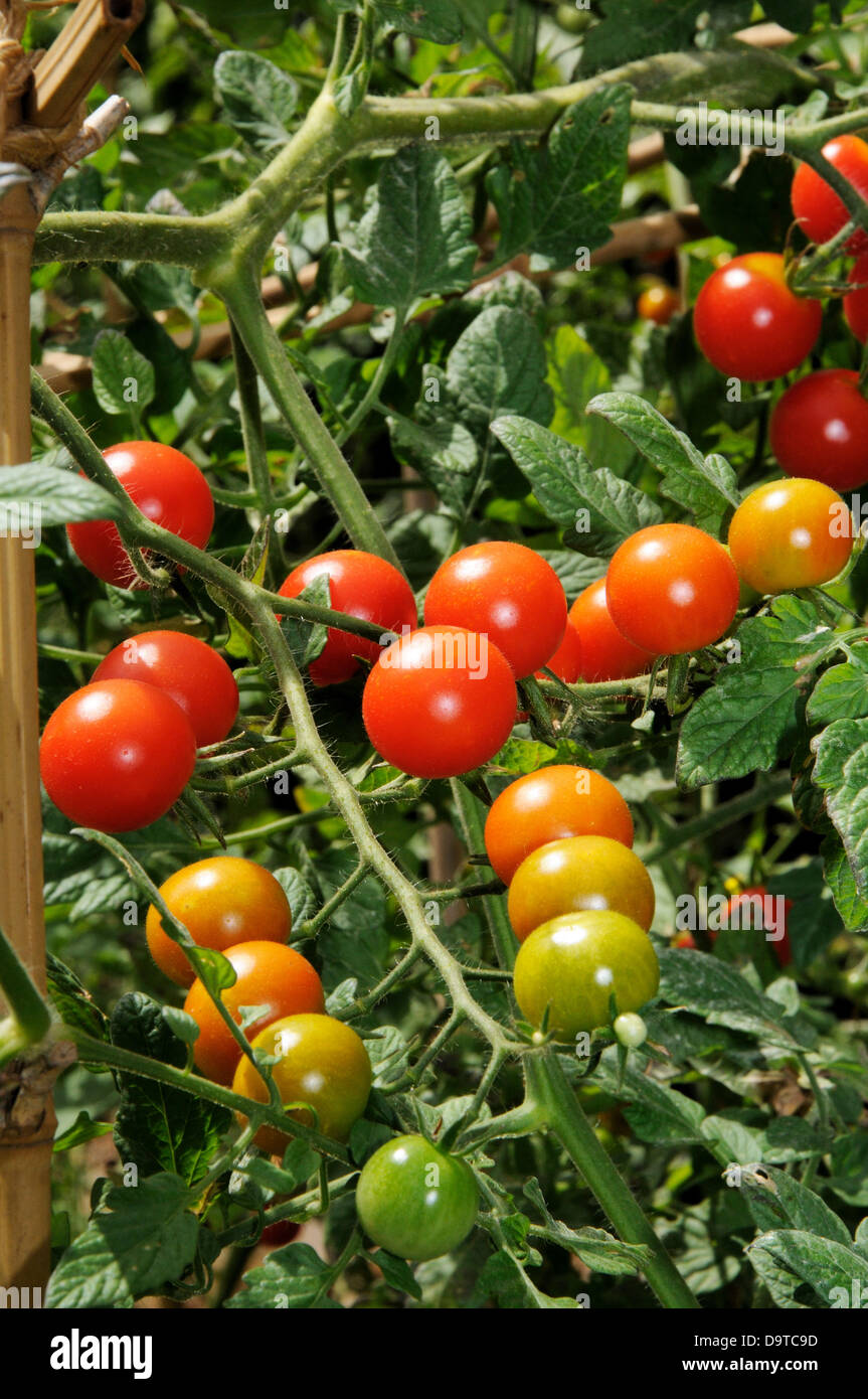 Sweet Million cherry tomato plant. Stock Photo
