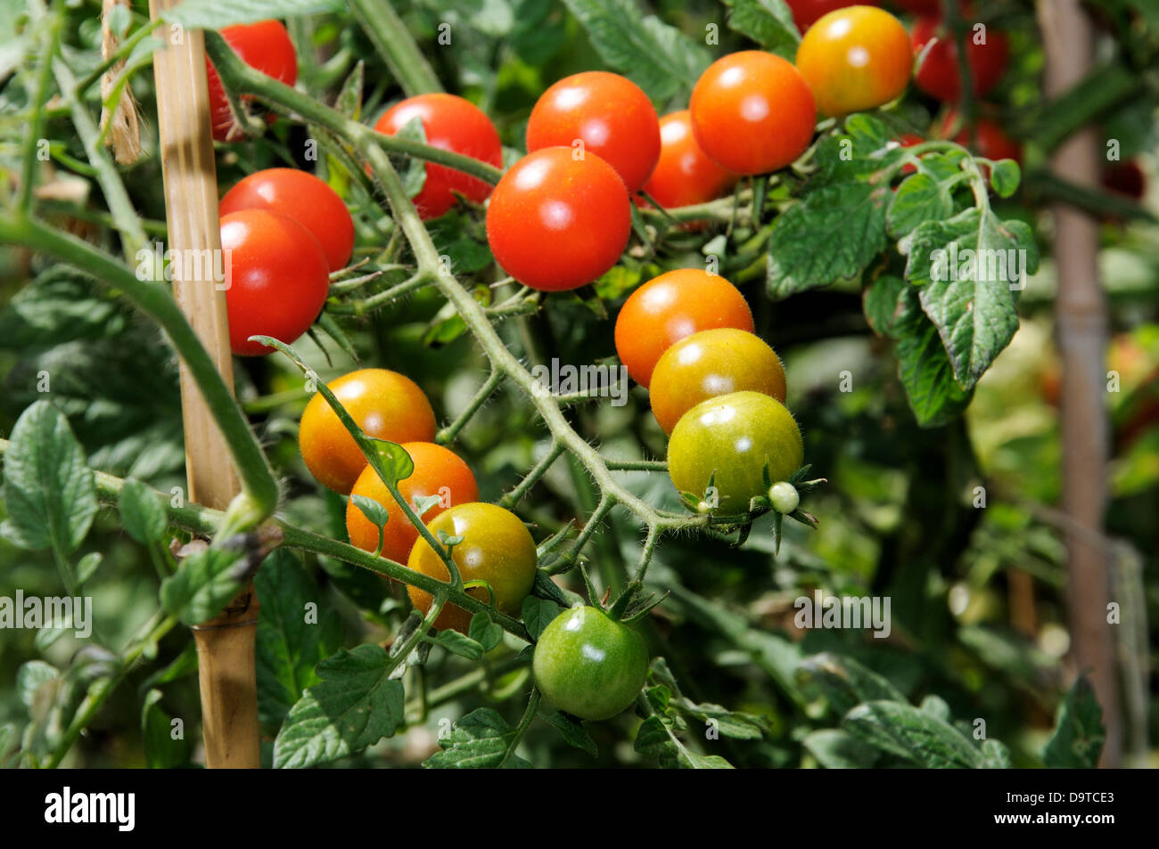 Sweet Million Cherry Tomato plant. Stock Photo