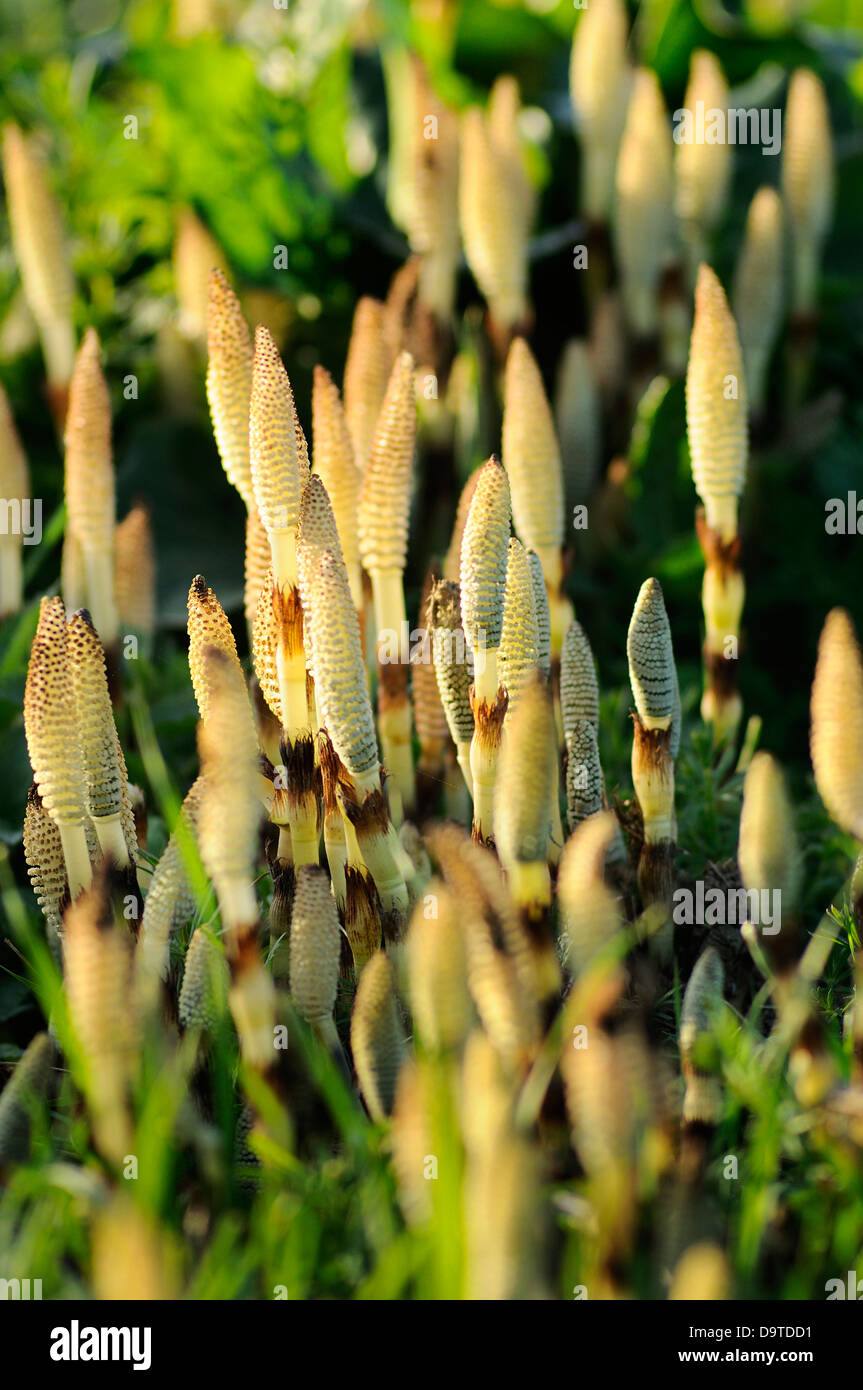 Horsetail plant equisetaceae Stock Photo
