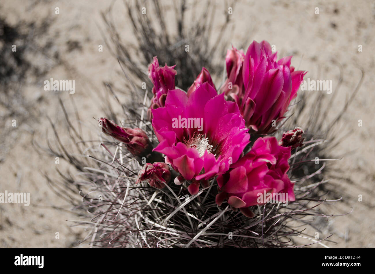 desert cactus in bloom Stock Photo