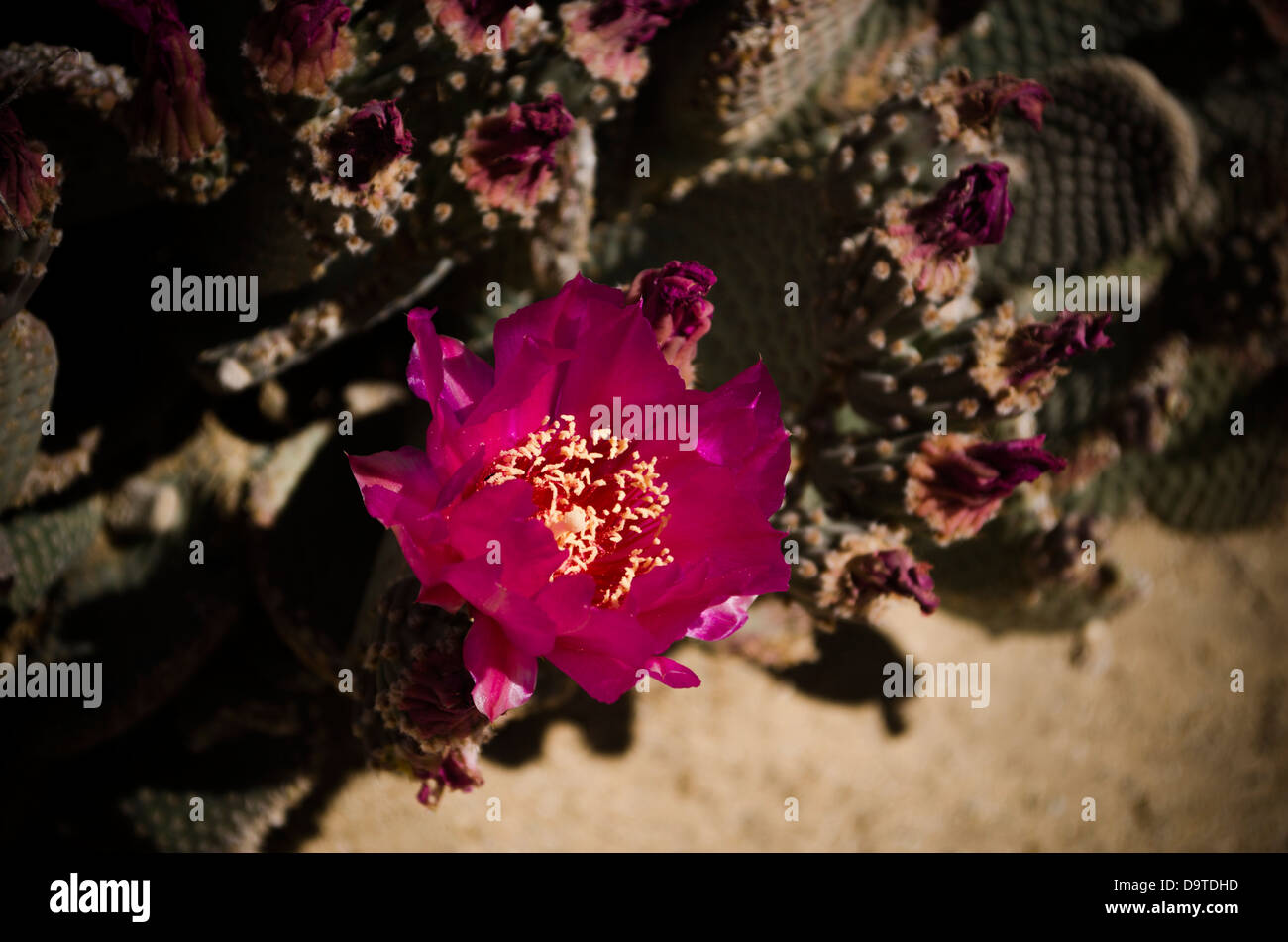 desert cactus in bloom Stock Photo