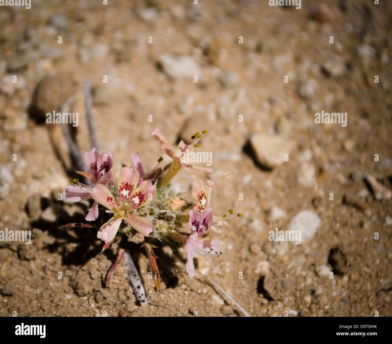 pink desert wildflower Stock Photo