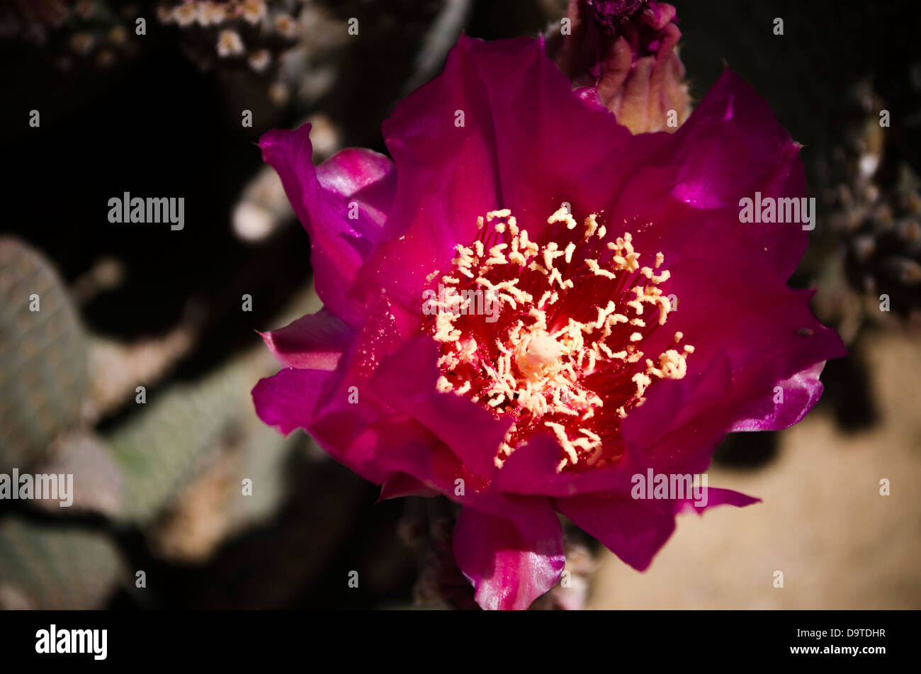 desert cactus flower in bloom Stock Photo
