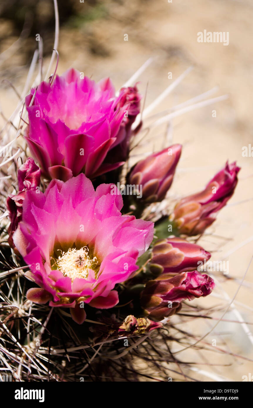 desert cactus flower in bloom Stock Photo