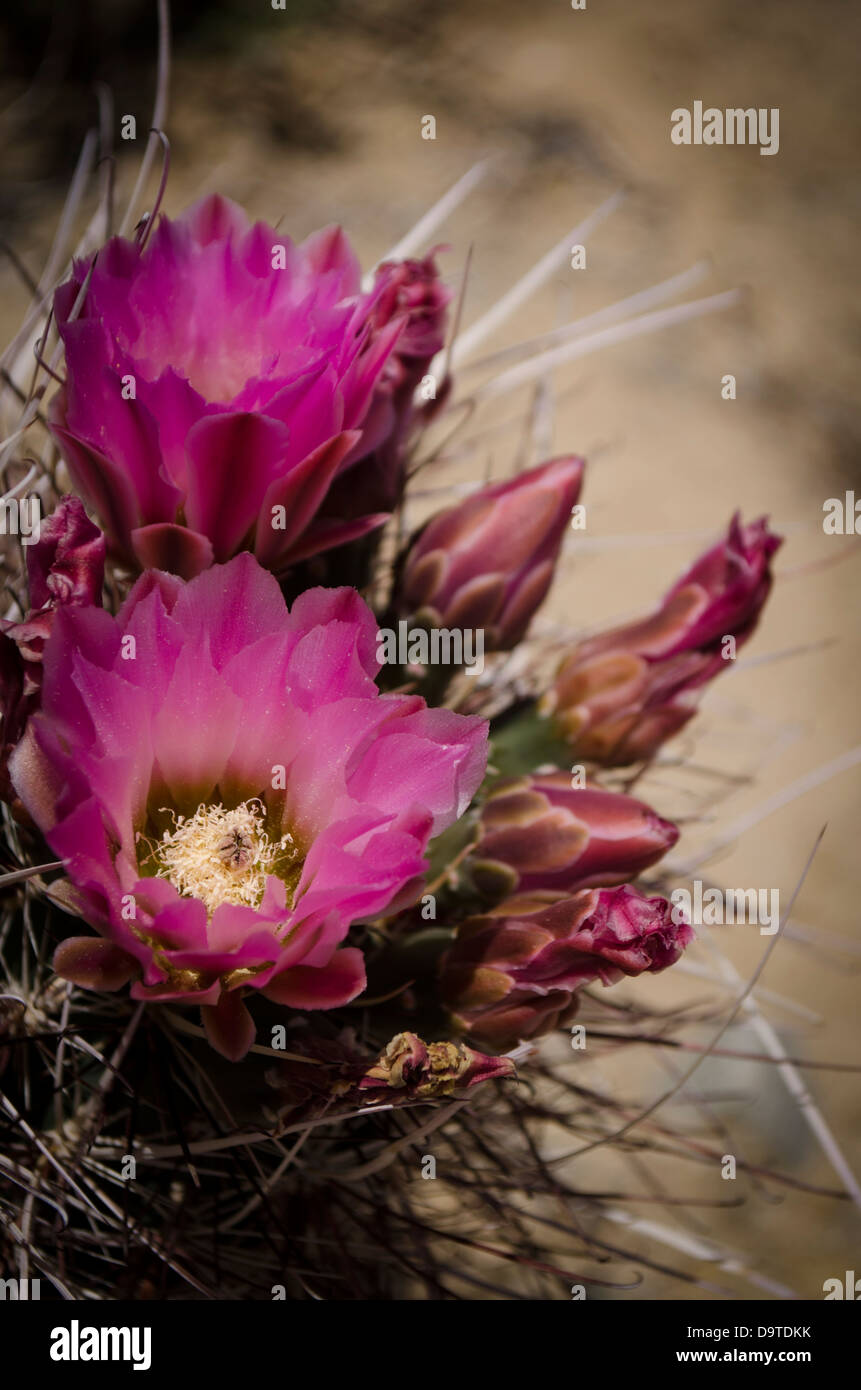 desert cactus flower in bloom Stock Photo