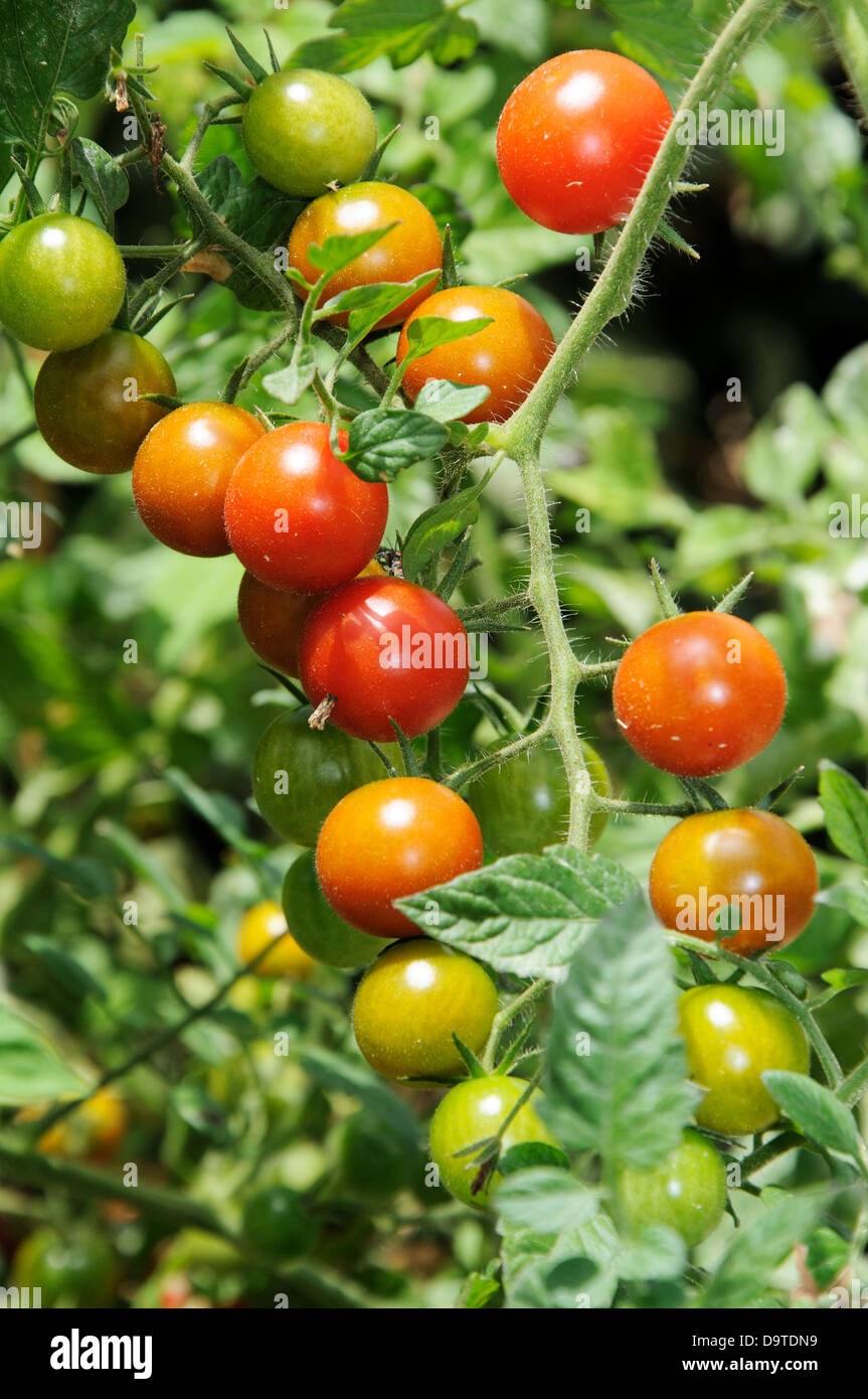 Sweet Million cherry tomatoes ripening on plant. Stock Photo