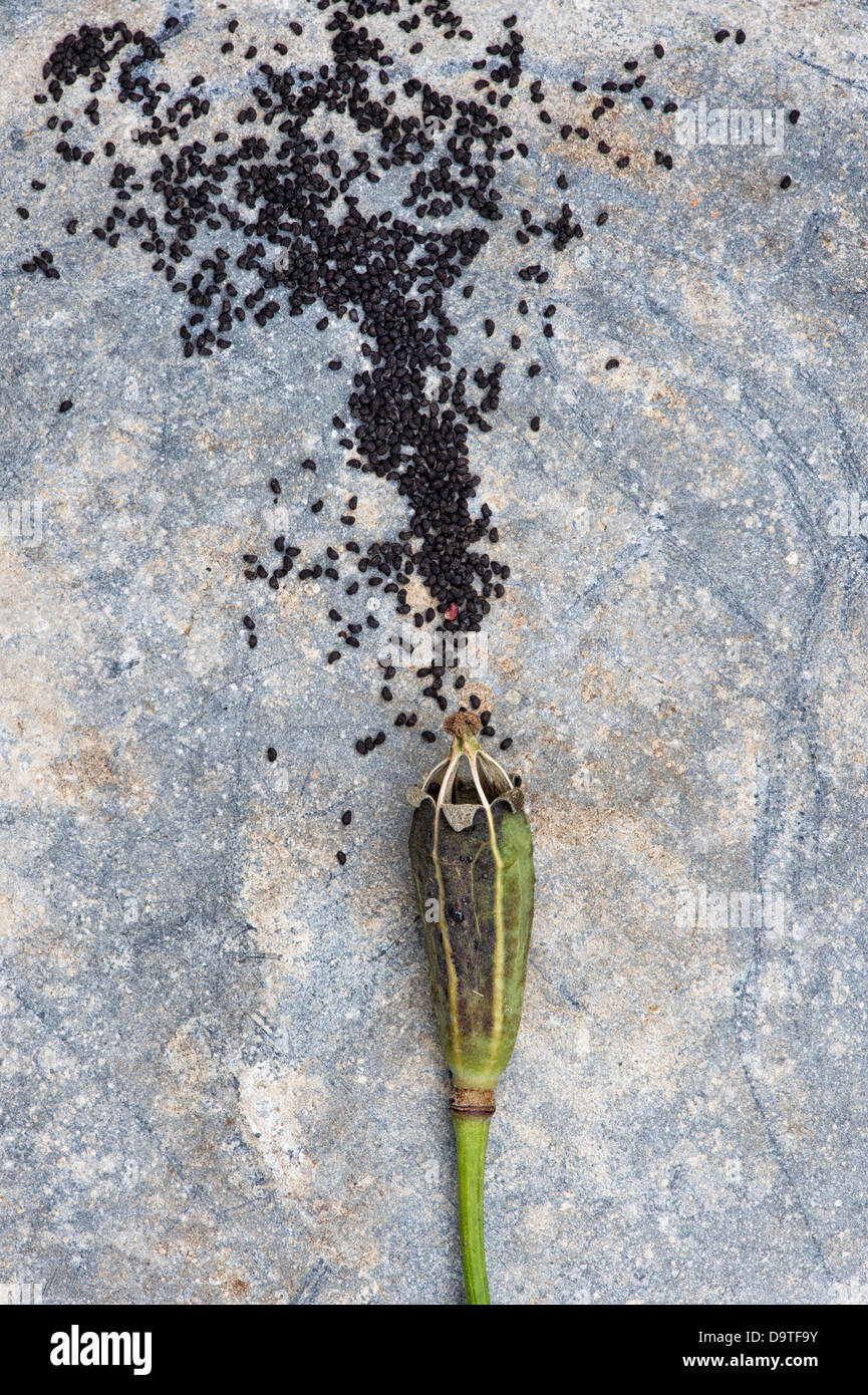 Welsh poppy seed pod hires stock photography and images Alamy