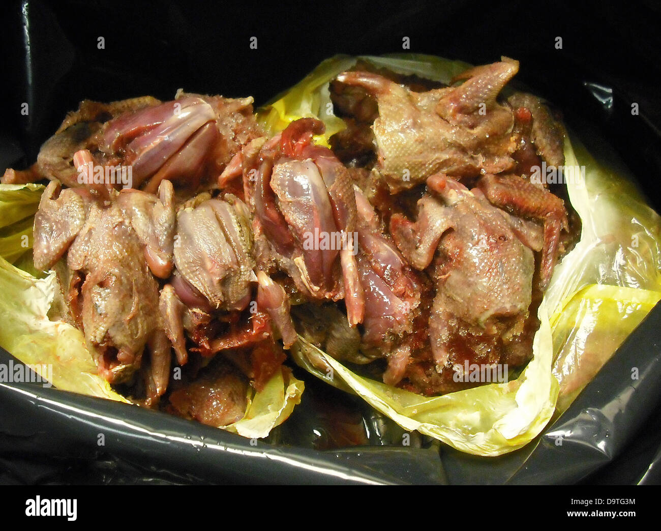 CBP Agriculture Specialists Seized Avian Carcasses in Bag at the San Diego Border. Stock Photo