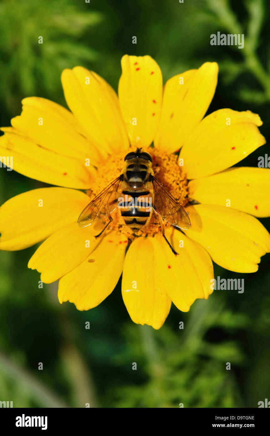 Bee collecting nectar wings covered with pollen grains. Flower