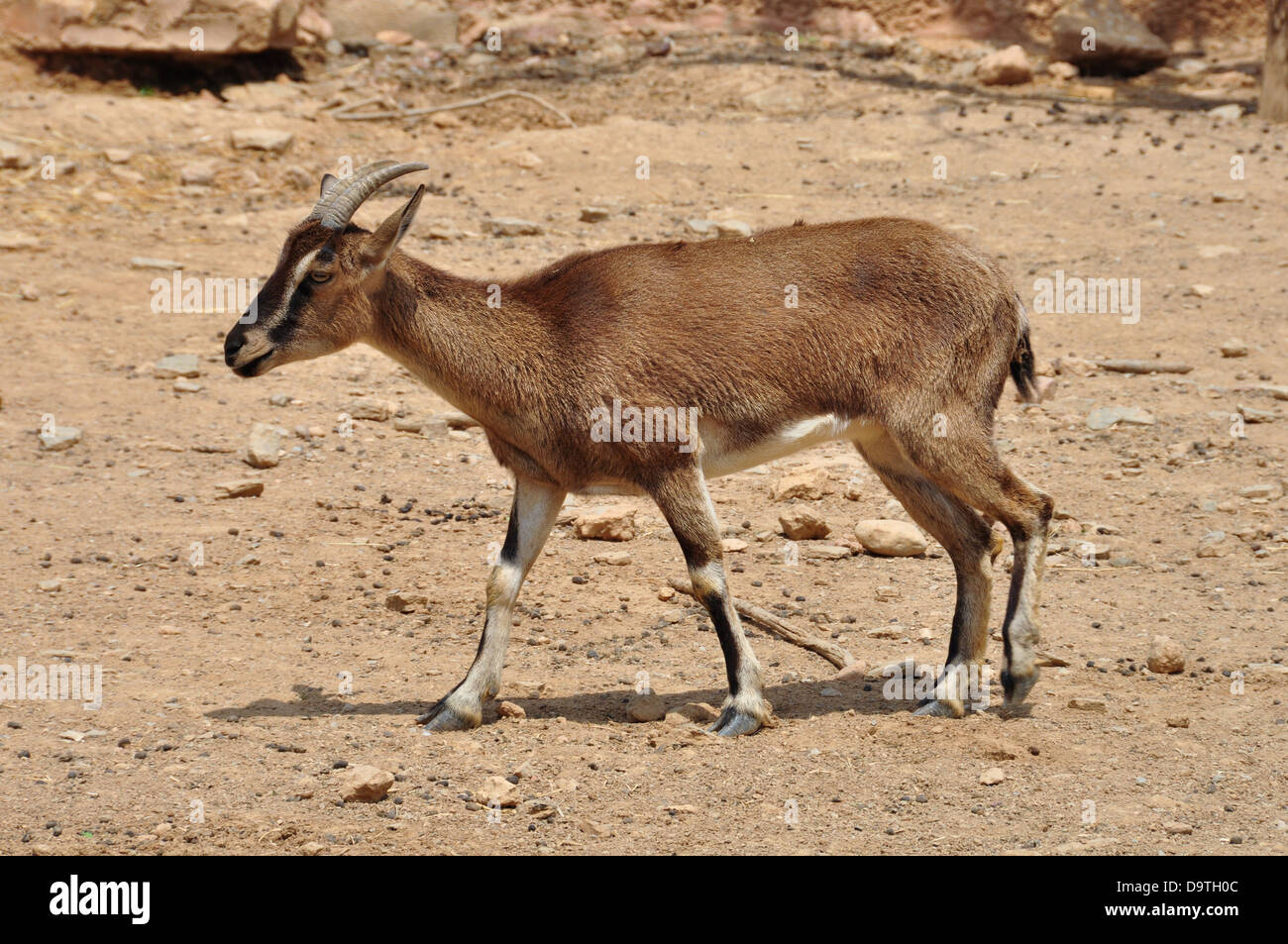 Cretan wild mountain goat with curved horns in natural environment. Kri-kri on barren land. Stock Photo